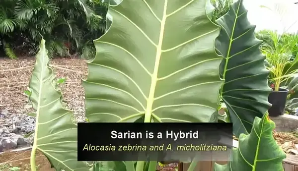 How Do You Take Care of Alocasia Sarian Plant?
