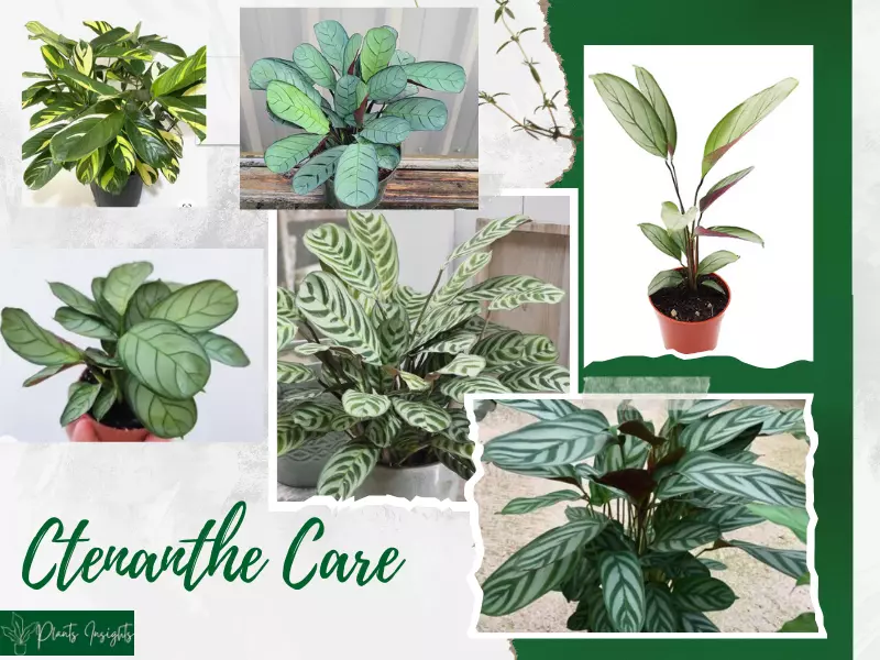 Ctenanthe (Never Never Plant) Care, & Propagation Guide