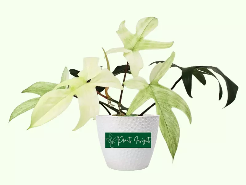 Philodendron Florida Ghost or Florida Mint