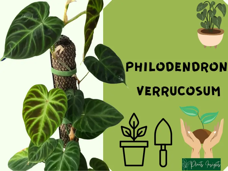 Philodendron Verrucosum (Ecuador Philodendron) Care