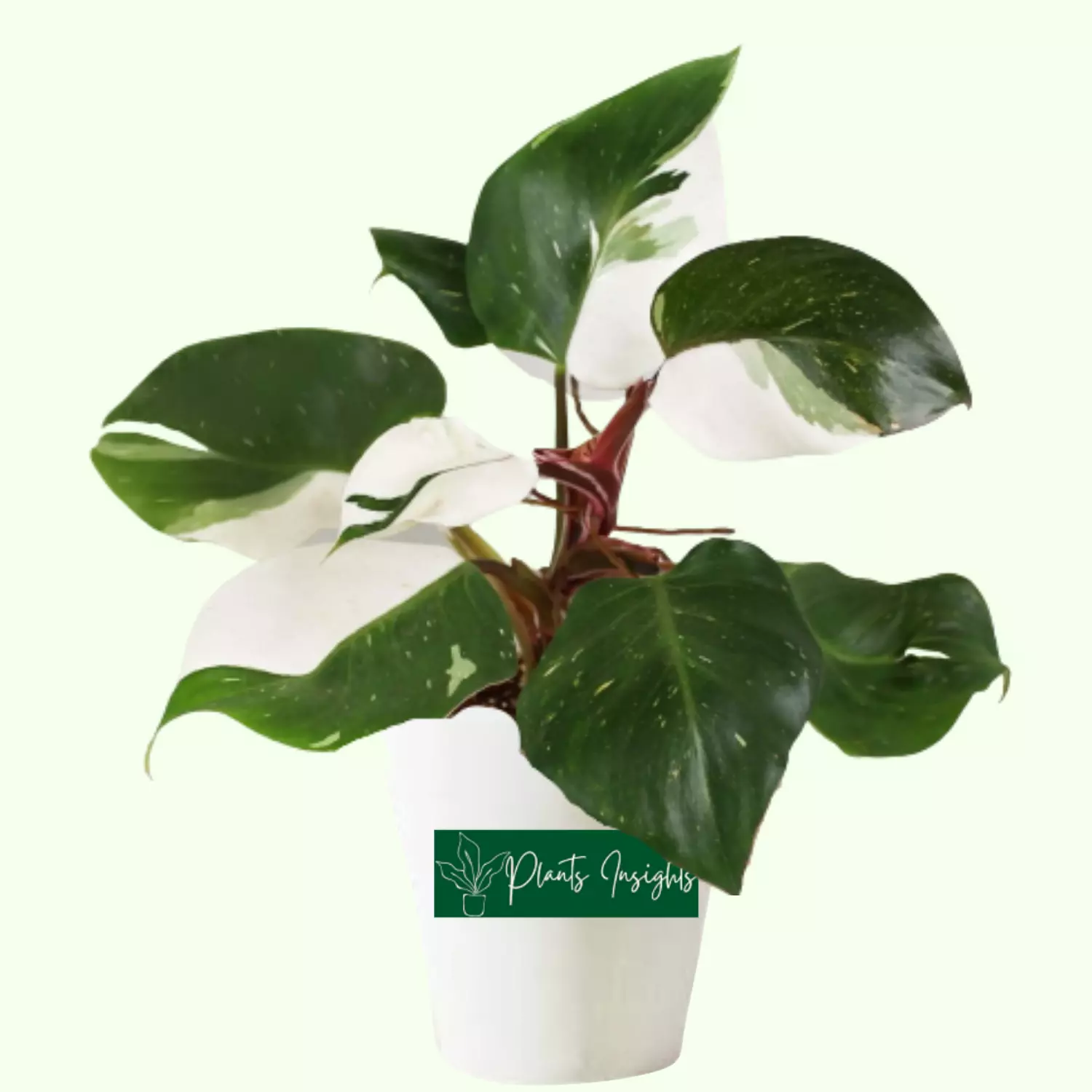 Philodendron White Knight Care & Propagation Tips