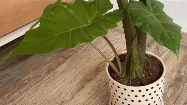 Propagation by Offsets