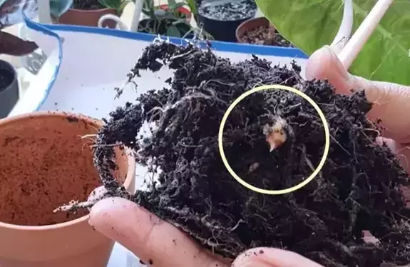propagation through corms