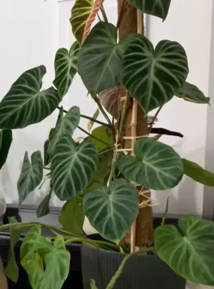 Size of Philodendron Verrucosum