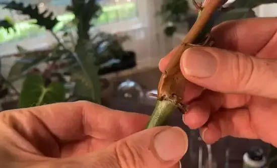 stem cutting propagation