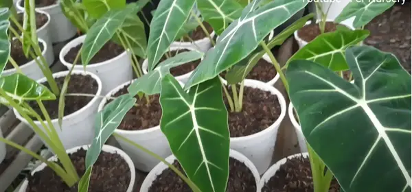 what is propagation what is propagation