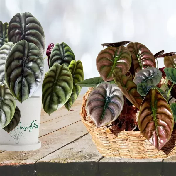 Alocasia Cuprea (Mirror Plant ) | Red Secret Alocasia