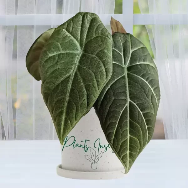 Alocasia Maharani (Gray Dragon)