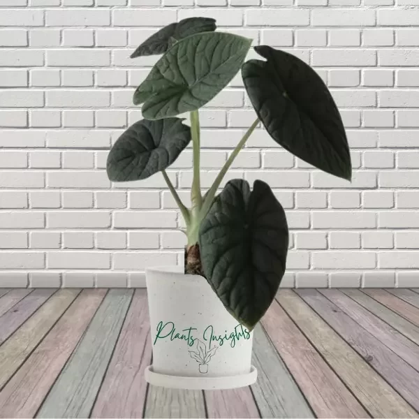 Alocasia Melo | Alocasia Rugosa Care