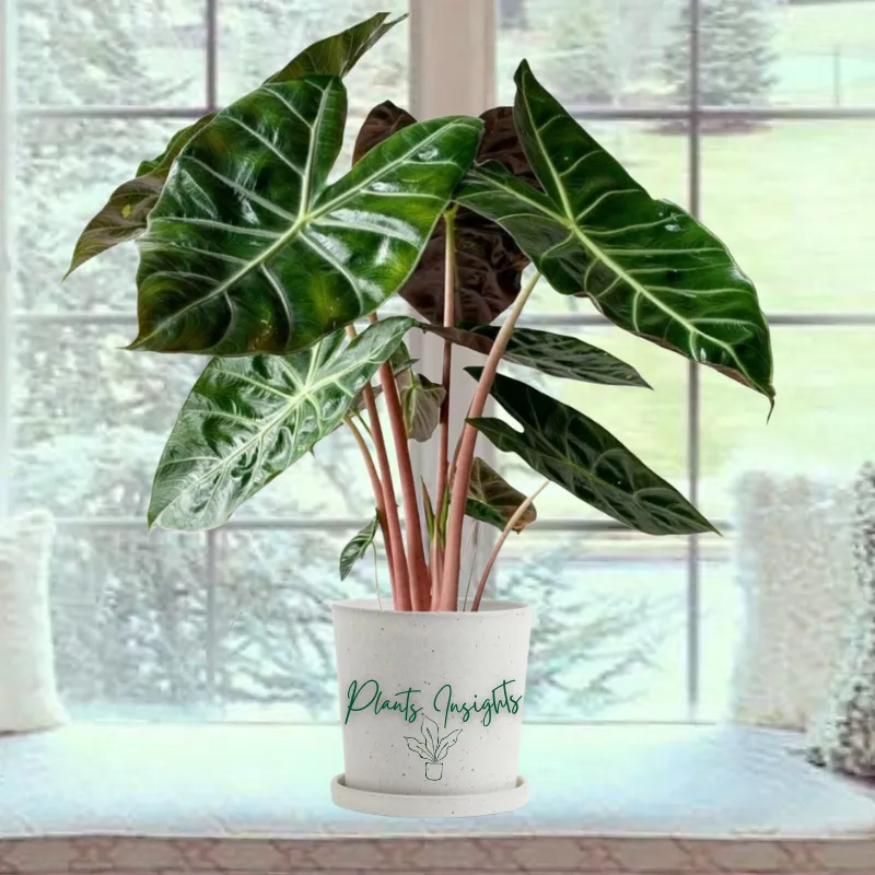 alocasia-pink-dragon