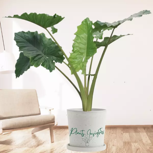 Alocasia Portodora(Elephant Ear) Care Guide