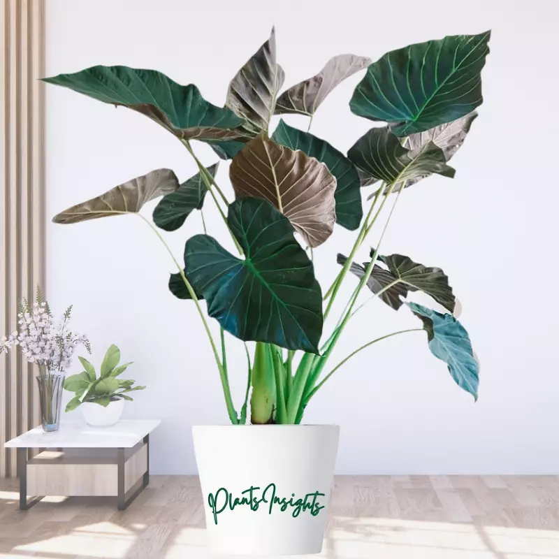alocasia regal shield care and propaagtion