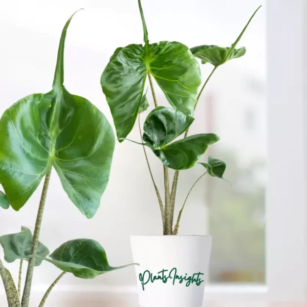 Alocasia Stingray | 'Macrorrhizos' Elephant Ear Plant Care Guide