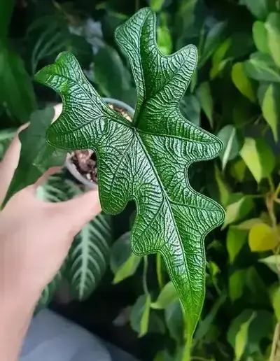 alocasia tandurusa - alocasia jacklyn