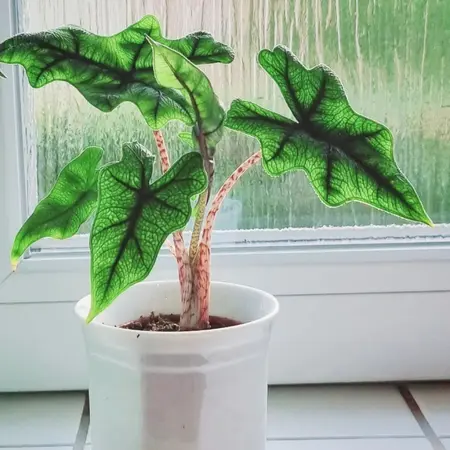 How to care for Alocasia Jacklyn?