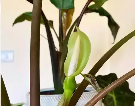 bloom of alocasia polly