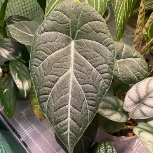 Care Guide of Alocasia Maharani 