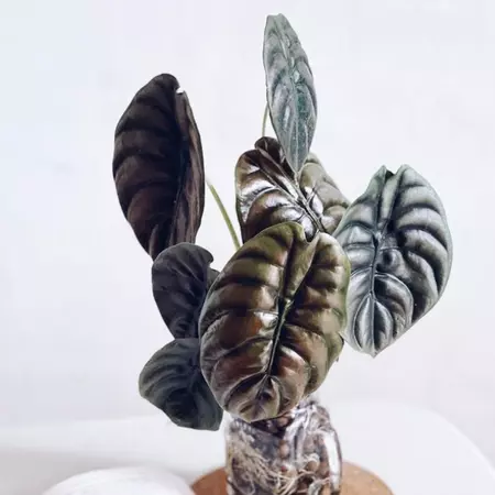 care of Red Secret Alocasia