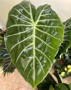 Alocasia' Pink Dragon' | Alocasia Aurora Rare Plant Care Tips