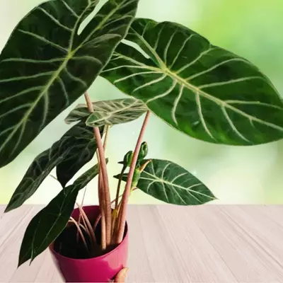 foliage and stem of Alocasia Pink Dragon