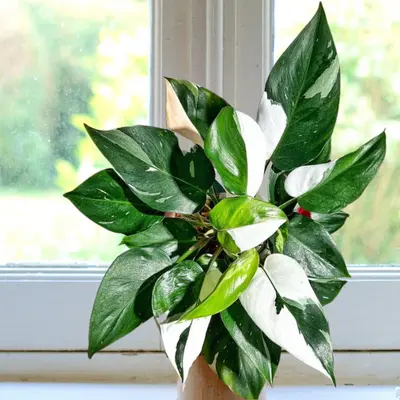 How do you take care of a White Princess Philodendron?