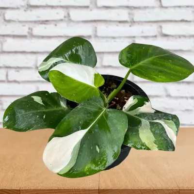 How do you take care of a White Wizard Philodendron