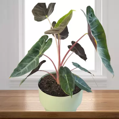 how to take care for  Alocasia Pink Dragon