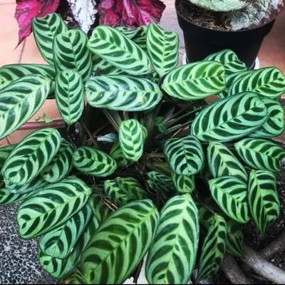 Humidity and Temperature requirement for Fishbone Prayer Plant