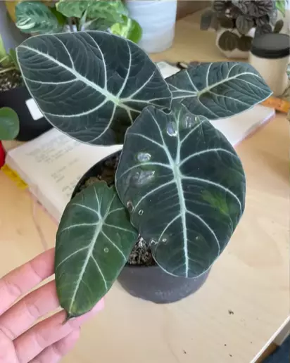 How to Keep Alocasia 'Black Velvet' Alive and Thriving (Alocasia Reginula)  – Garden Betty