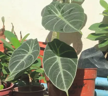 light need of Alocasia Black Velvet