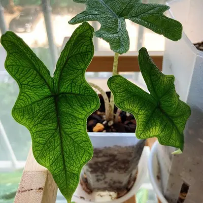 Light need of Alocasia Jacklyn 