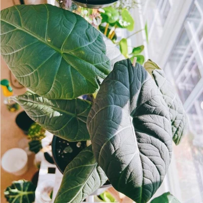light need of Alocasia Maharani