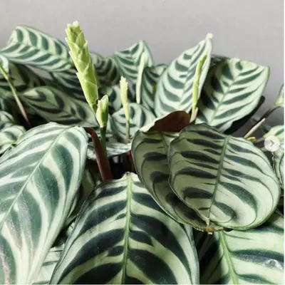 light requirement of ctenanthe burle marxii plant