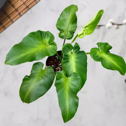 Philodendron Rugosum Aberrant Form