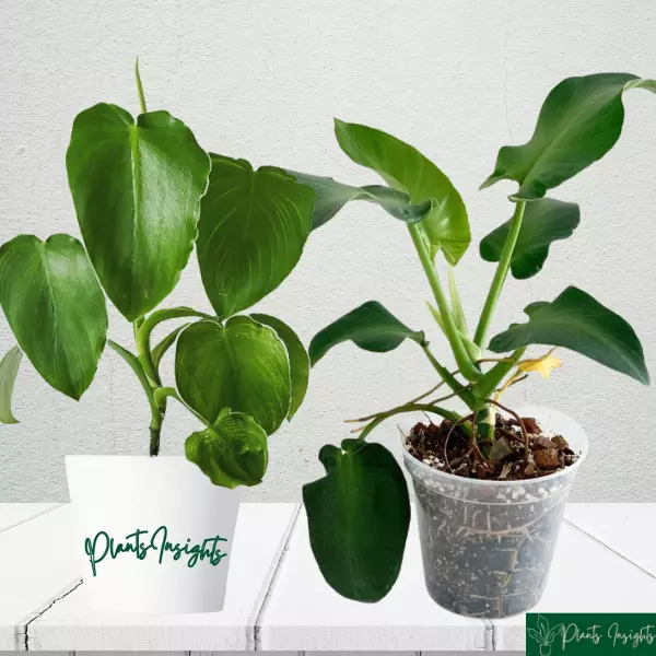 Philodendron Rugosum Pigskin plant care