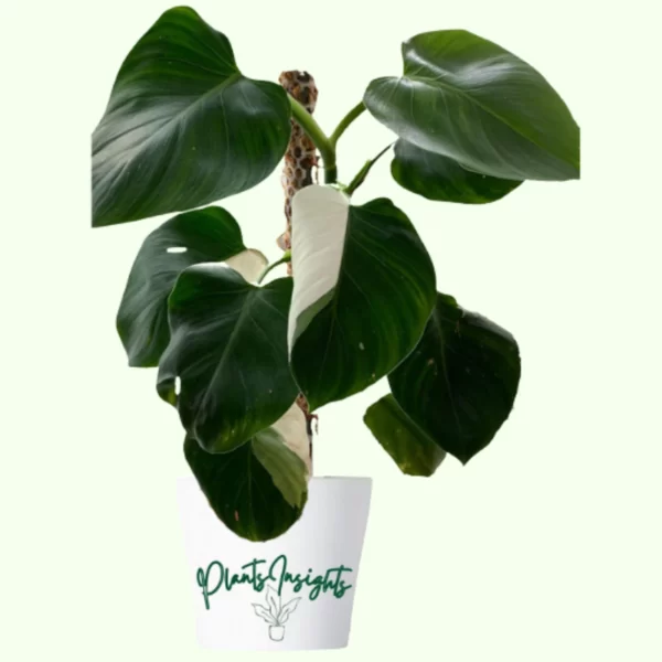 Philodendron White Wizard Care and Propagation Tips