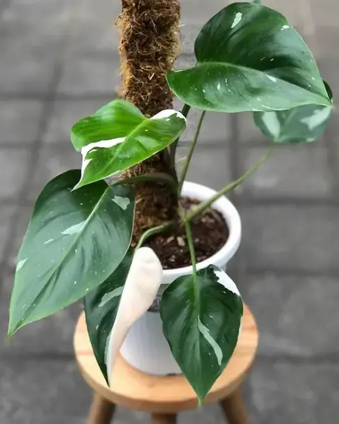 Philodendron White Princess a climbing plant