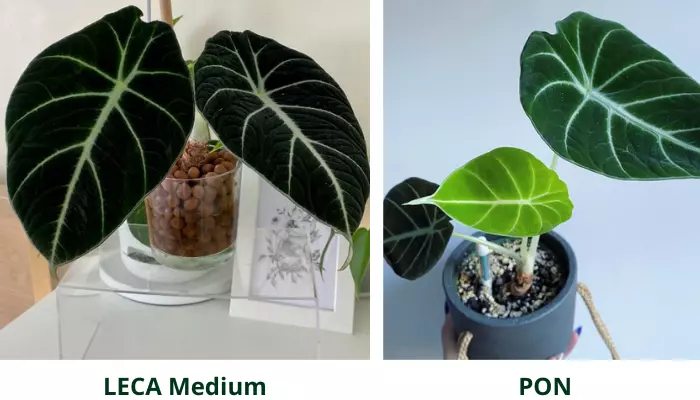 potting mix for alocasia black velvet