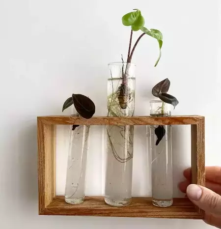 propagating root cutting of alocasia cuprea in water