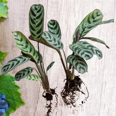 Propagation for Fishbone Prayer Plant