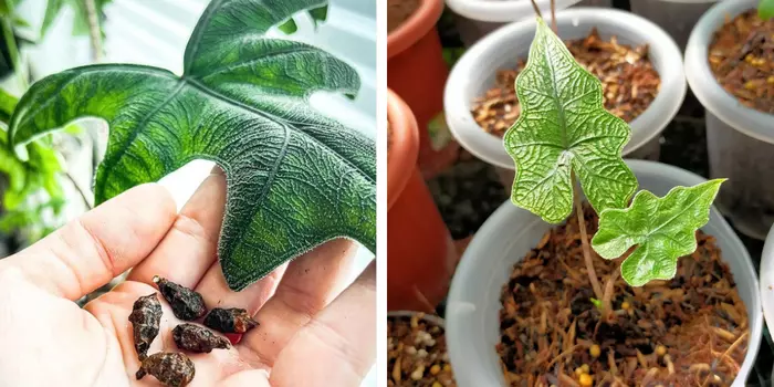 propagation of alocasia jacklyn.png