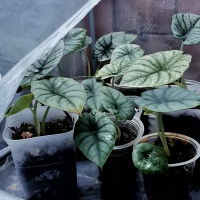 propagation of alocasia nebula