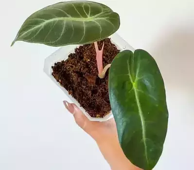 propagation of alocasia pink dragon in soil