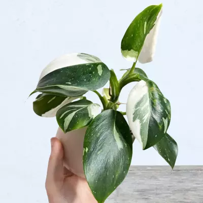 pruning and maintenance of white wizard philodendron