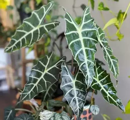 pruning of alocasia polly