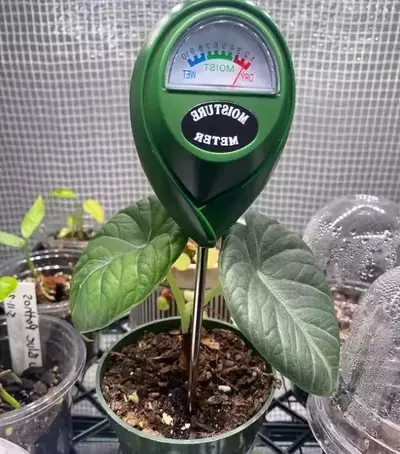 watering of alocasia maharani