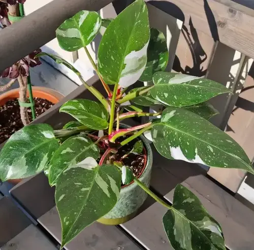 white princess philodendron