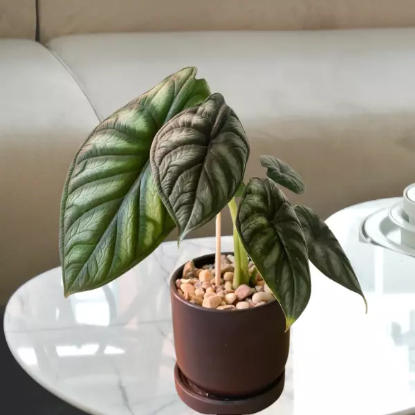 Alocasia Baginda Dragon Scale | Jewel Alocasia Care