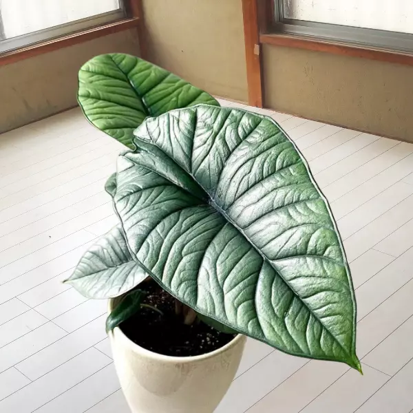 Alocasia Bisma | Care Guide for Alocasia Platinum