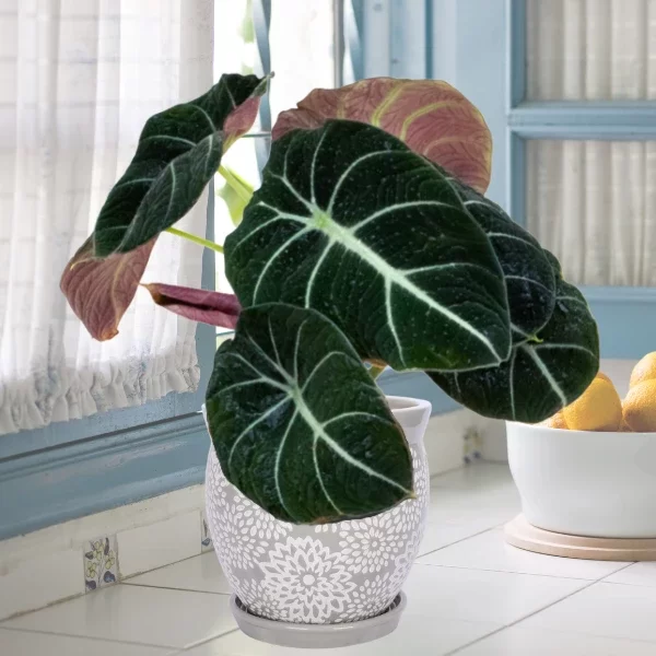 Alocasia Black Velvet | Alocasia Reginula Care